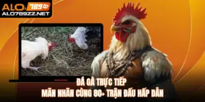 Đá Gà Trực tiếp Mãn Nhãn Cùng 80+ Trận Đấu Hấp Dẫn