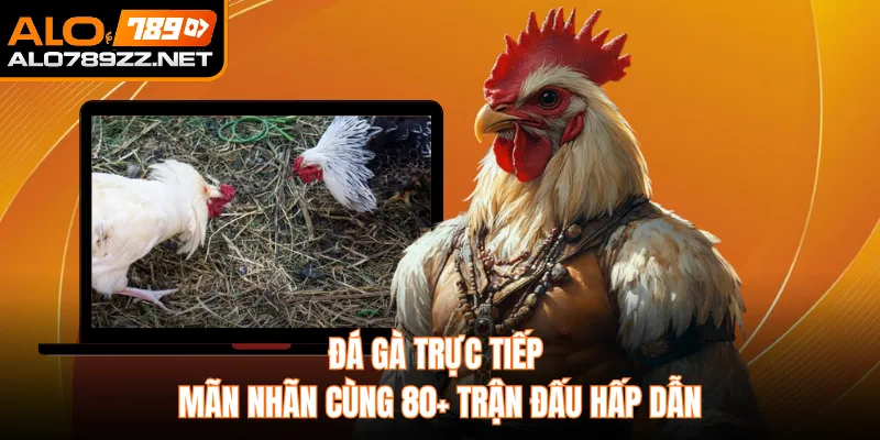 Đá Gà Trực tiếp Mãn Nhãn Cùng 80+ Trận Đấu Hấp Dẫn