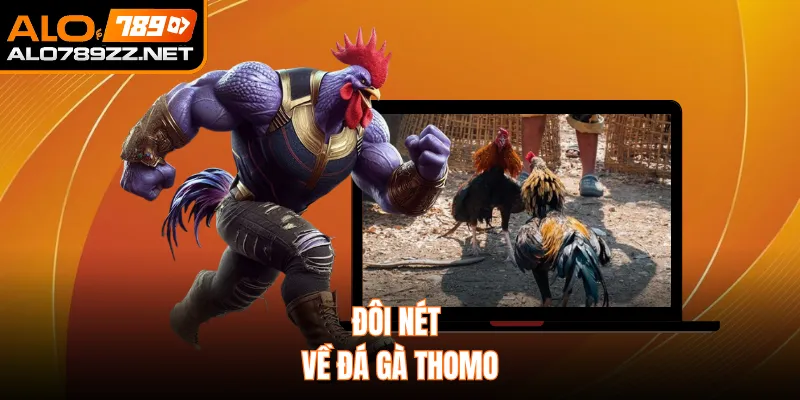 Đôi nét về đá gà thomo 